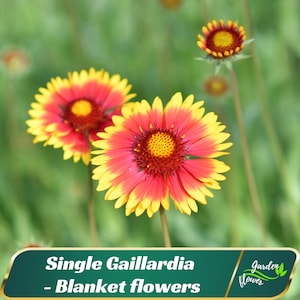 May include: Close-up of two single Gaillardia flowers, also known as Blanket flowers. The flowers are yellow and red with a central yellow disk. The flowers are in focus against a green background.