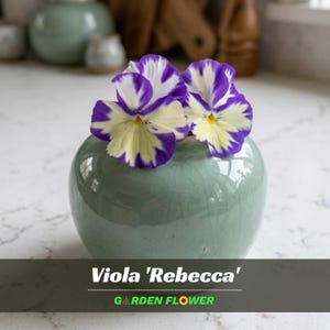 May include: A small, round, pale green vase holds two Viola 'Rebecca' flowers. The flowers have white and purple petals with yellow centers. The vase is on a white surface.