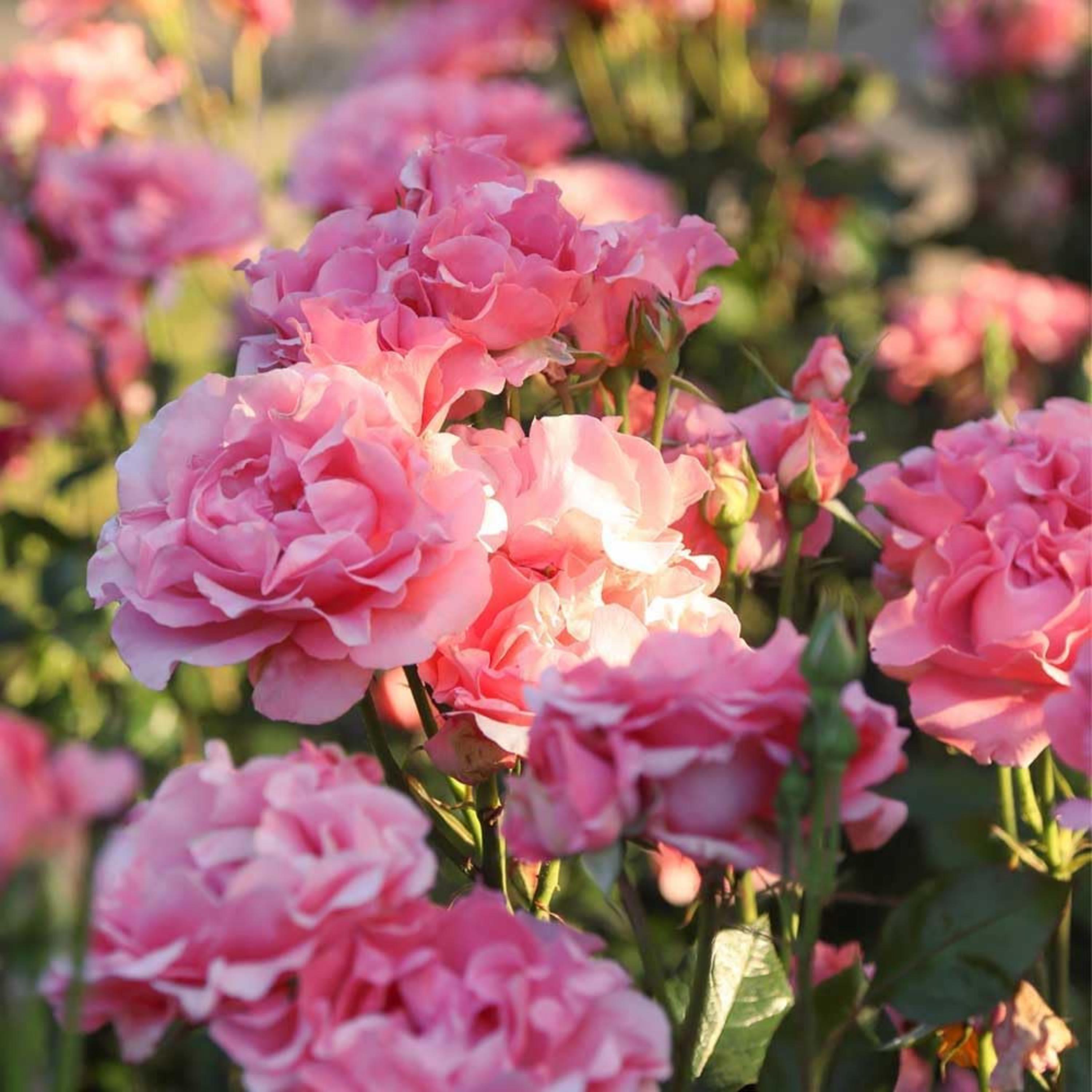 30 Pink Paris De Yves St. Laurent Rose Seeds - Perennial