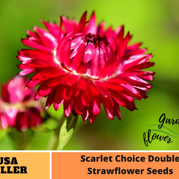 Scarlet Choice Double Straw Seeds - Perennial -Authentic Seeds-Flowers -Organic. Non GMO -Mix Seeds for Plant-B3G1#k009