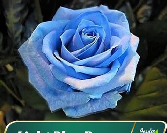 Blues Blue Rose Seeds - Perennial - Authentic Seeds - Flowers