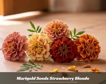 Marigold Seeds Strawberry Blonde Seeds - Open-Pollinating -Potted -Draft Resistant -Cold Resistant -Dwarf -Plant in Spring/After frost