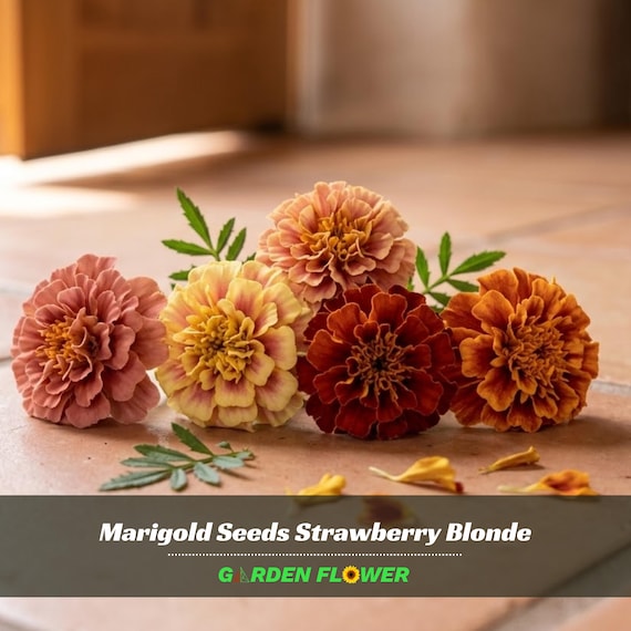 Marigold Seeds Strawberry Blonde Seeds - Open-Pollinating -Potted -Draft Resistant -Cold Resistant -Dwarf -Plant in Spring/After frost