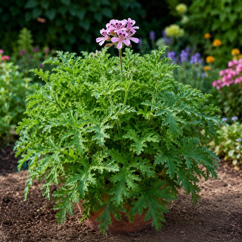May include: A potted plant with deeply lobed, serrated green leaves and a single cluster of small, light pink flowers featuring darker purple-red markings on the petals, centered on a thin, upright green stem rising from the foliage.