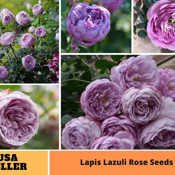 32+ Seeds| Lapis Lazuli Rose Seeds-Perennial -Authentic Seeds-Flowers -Organic. Non GMO-Mix Seeds for Plant-B3G1 #1179