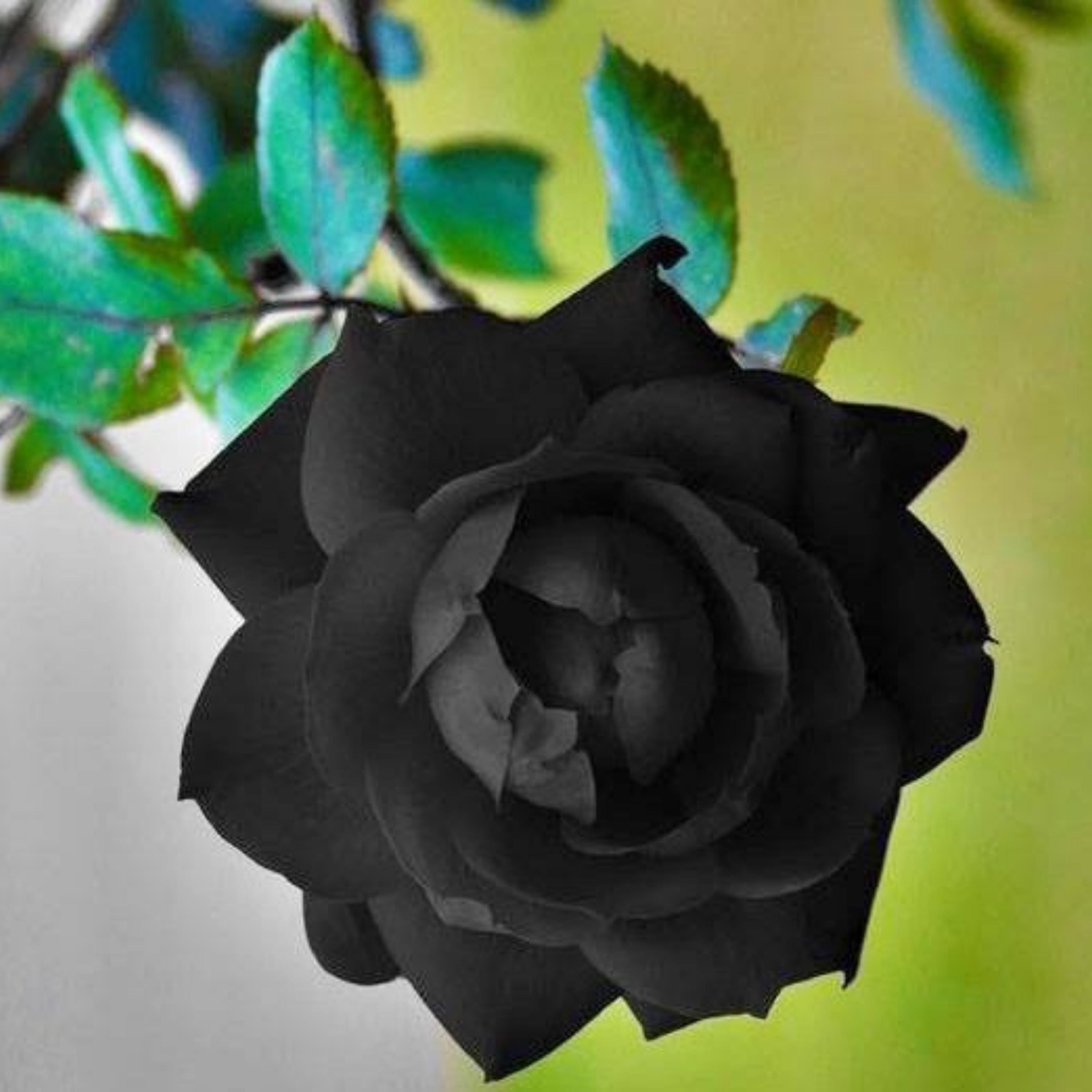 30+ Rare Seeds| Black Halfeti Flowers Rose Seeds - Perennial