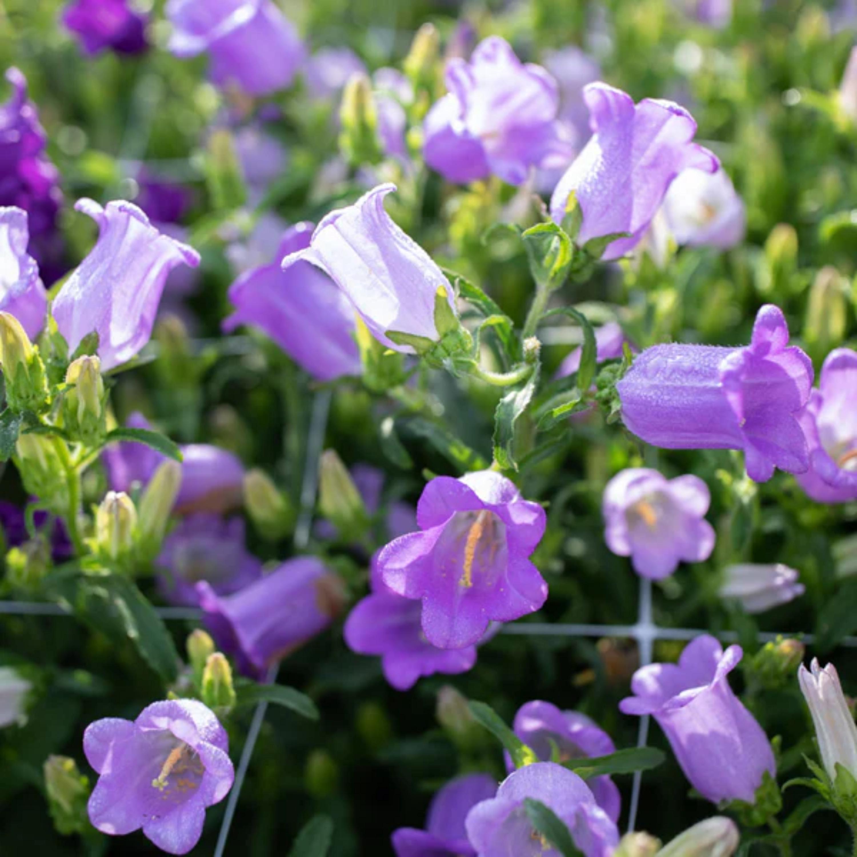 Campanula Medium Champion Lavender Seeds - Canterbury Bells Seeds