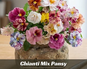 Chianti Mix Pansy Seeds - Open-Pollinating - Self-Pollinating -Draft Resistant -Plant in late Summer/Spring