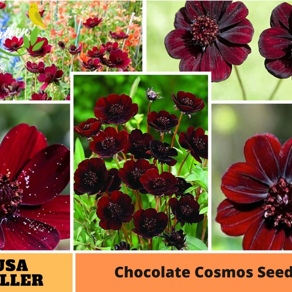 50+ Seeds| Comos Seeds -Perennial -Authentic Seeds-Flowers -Organic. Non GMO -Vegetable Seeds-Mix Seeds for Plant-B3G1#L017.