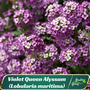 Violet Queen Alyssum (Lobularia maritima) Seeds - Cold Resistant - Open-Pollinating - Drought Tolerant - Plant in Early Spring #311