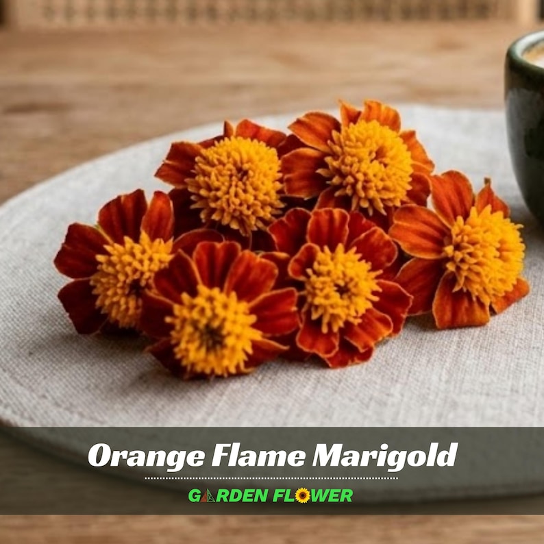 May include: A cluster of orange flame marigold flowers with vibrant orange petals and yellow centers. The flowers are arranged on a light gray plate. The text "Orange Flame Marigold" and "Garden Flower" are displayed at the bottom.