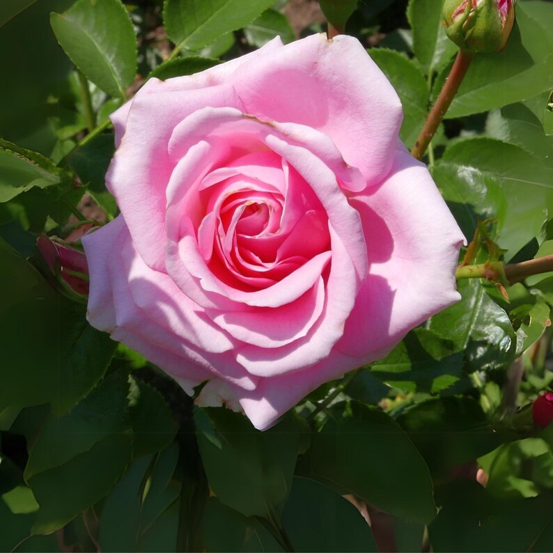 30 Pink Hybrid Tea Rose Seeds- Perennial - Authentic Seeds - Rose ...