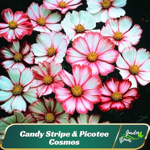 50+ Seeds| Pink Puprle Cupcakes and Saucers Mix Cosmos Seeds - Authentic Seeds - Easy To Grow - Planting In Spring/ Summer -   #L007