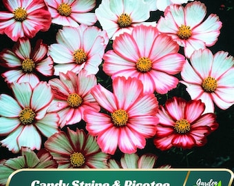 Candy Stripe Picotee Cosmos Flower Seeds – Easy Grow, Non-GMO, Pollinator Friendly