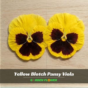 May include: Two yellow blotch pansy viola flowers with dark burgundy centers are displayed on a light wood surface. The text "Yellow Blotch Pansy Viola" and "GARDEN FLOWER" is at the bottom of the image.