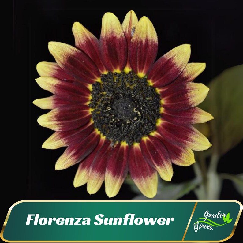 GardenFlowerSeed Florenza Sunflower Seeds