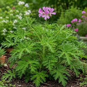 May include: A scented geranium plant featuring deeply lobed, serrated green leaves and a single cluster of delicate light pink flowers with darker purple-pink markings on the upper petals, growing upright from a central stem in garden soil.