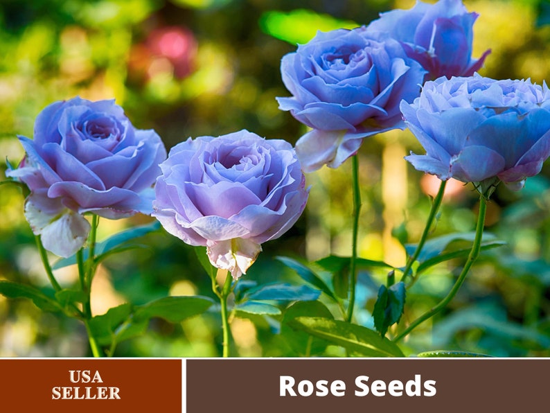 25 Seeds Hybrid Tea Blue Girl Rose Bush Flower Seedsa045 Etsy
