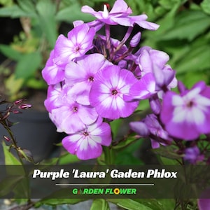 May include: Close-up of vibrant purple 'Laura' Gaden Phlox flowers with white centers. The petals are a mix of light and dark purple, creating a striking contrast. The image also includes green foliage and the text "GARDEN FLOWER".
