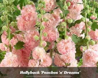Hollyhock 'Peaches 'n' Dreams' - Authentic Seeds - Alcea - Cold Resistant - Fast Growing - Clumping - Planting In Spring/Fall