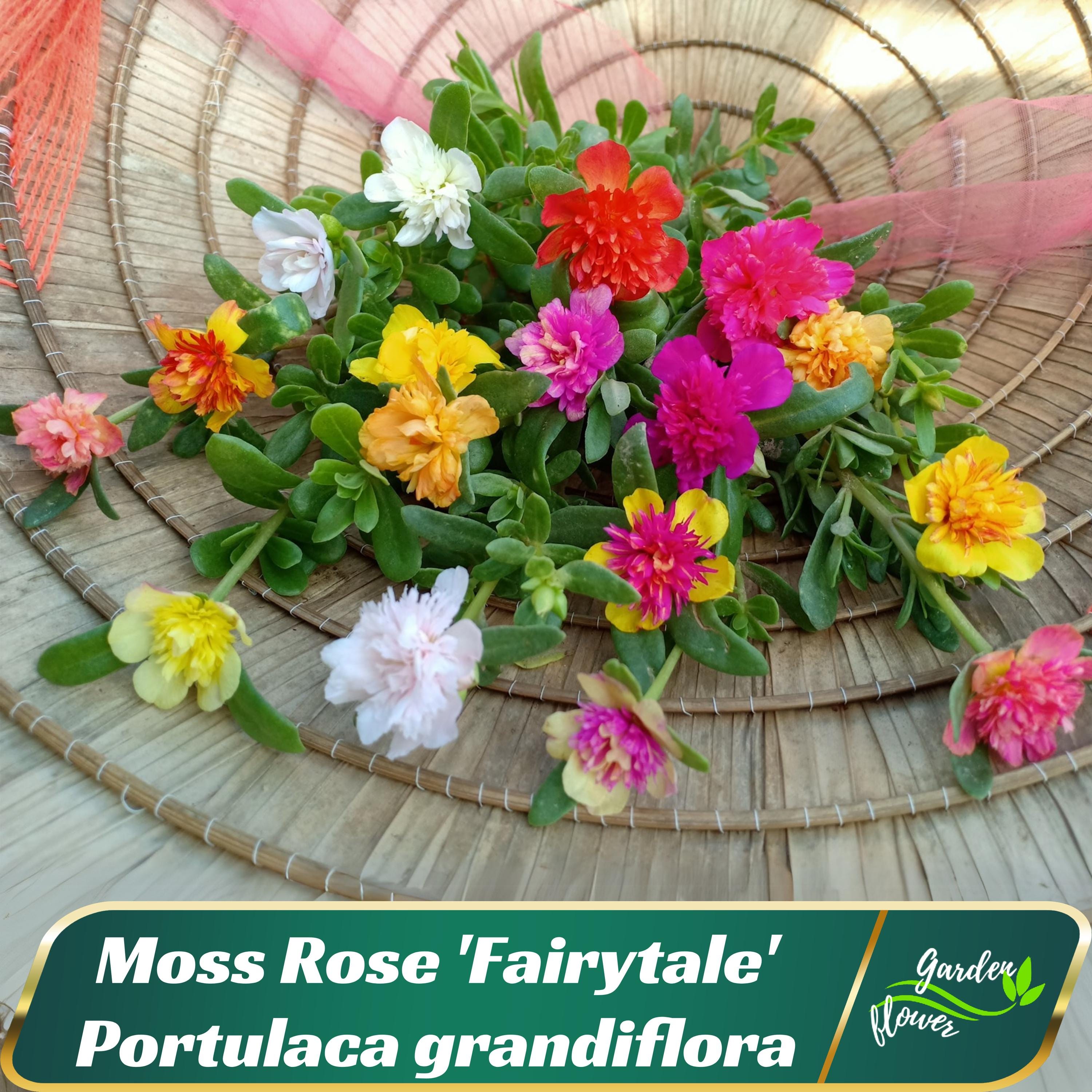 Portulaca 'Fairytale' Series - Authentic Seeds ~ GMO Free ~ Seeds~Flower seeds~Herbs   #8160