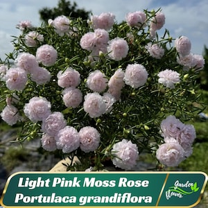 May include: Light pink moss rose flowers, also known as Portulaca grandiflora, in full bloom. The flowers are clustered together, creating a vibrant display of color.