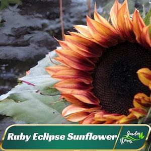 May include: A close-up of a Ruby Eclipse sunflower with red and orange petals. The sunflower is in focus, while the background is blurred.