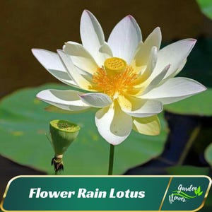 5 Flower Rain Lotus Seeds - Indian Lotus (Nelumbo Nucifera) - Perennial - Edible - Cold Resistant - Planting In Late Spring-Summer #Q017