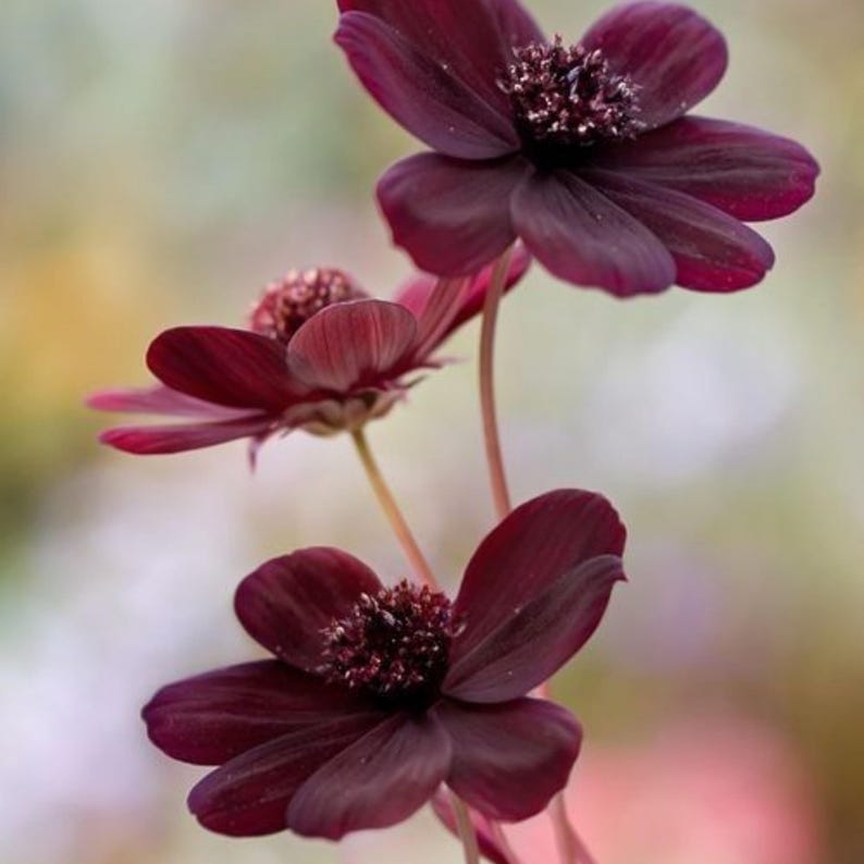 May include: Three deep burgundy chocolate cosmos flowers with velvety petals and dark, textured centers. The flowers are arranged vertically on slender, light-colored stems, showcasing their rich, dark red color and delicate, rounded petal structure.