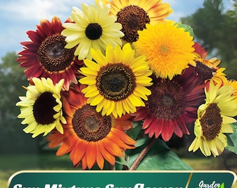 Mix Color Sunflower Seeds - Annual - Authentic Seeds - Edible - Herb Seeds – Easy To Grow - Planting In Spring -   #E001