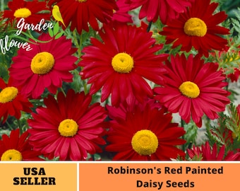 Robinson's Red Painted Daisy Seeds-Perennial -Authentic Seeds-Flowers -Organic. Non GMO -Seeds-Mix Seeds for Plant-B3G1#N010