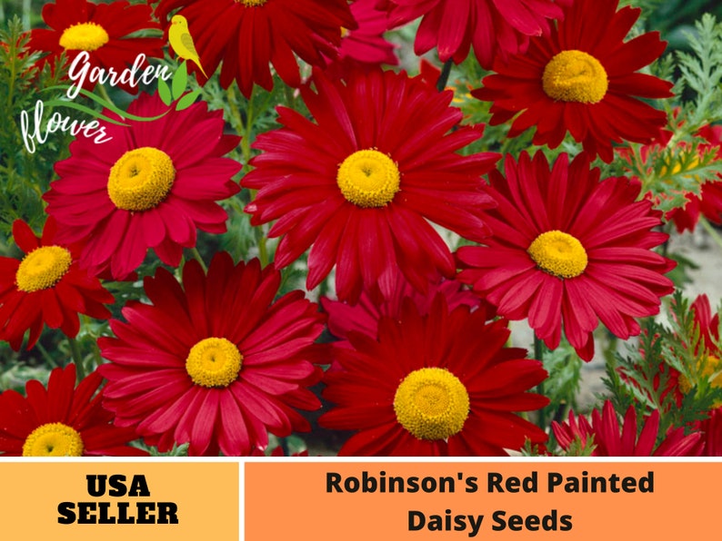 Robinson's Red Painted Daisy Seeds-Perennial Authentic Seeds-Flowers Organic. Non GMO Seeds-Mix Seeds for Plant-B3G1N010 image 1