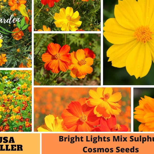 50+ Seeds| Yellow and Orange Cosmos Seeds-Perennial -Authentic Seeds-Flowers -Organic. Non GMO -Seeds-Mix Seeds for Plant-B3G1#L002.