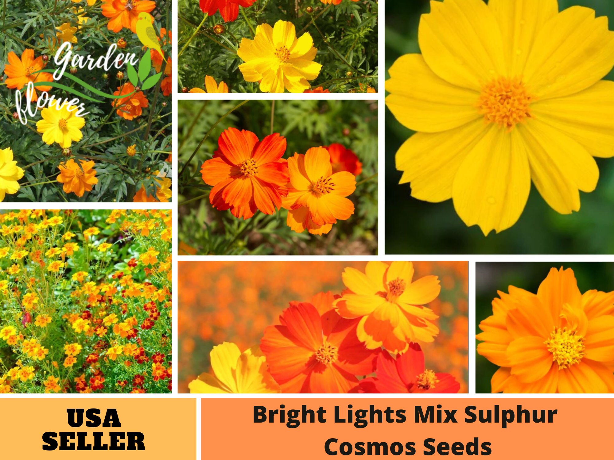 100 Graines Cosmos 'Bright Lights' - Fleurs Jaune, Orange, Rouge - Facile à Cultiver, Attire Papillons