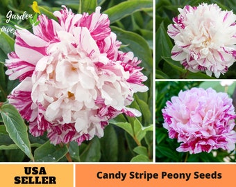 10+ Rare Seeds| Candy Stripe Peony Seeds -Perennial -Authentic Seeds-Flowers -Organic. Non GMO -Seeds-Mix Seeds for Plant-B3G1#B037