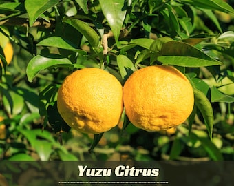 Yuzu Citrus Seeds – Fragrant Lemon Tree Seeds – Japanese Yuzu