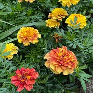 May include: A close-up of vibrant marigold flowers in shades of yellow, orange, and red, surrounded by lush green foliage. The flowers have multiple layers of petals, creating a full, textured appearance. The image captures the natural beauty of the garden.