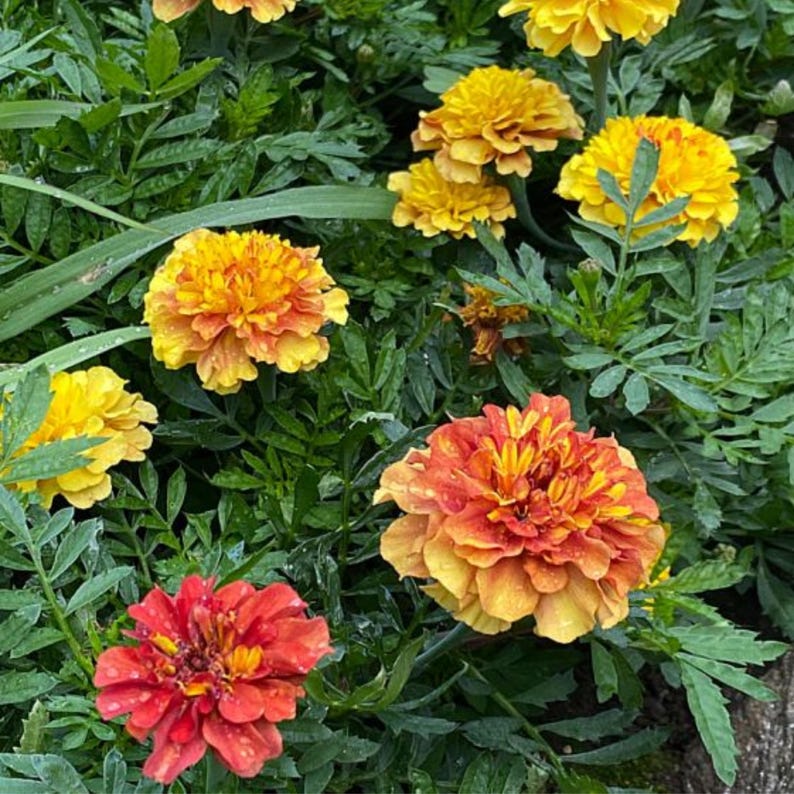 May include: A close-up of vibrant marigold flowers in shades of yellow, orange, and red, surrounded by lush green foliage. The flowers have multiple layers of petals, creating a full, textured appearance. The image captures the natural beauty of the garden.
