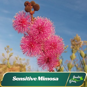 Sensitive Mimosa Seeds – Touch-Me-Not Plant – Fun & Unique – Friendly - Open -Pollinating-Plant in early Spring - 25 SEEDS - new4 -80
