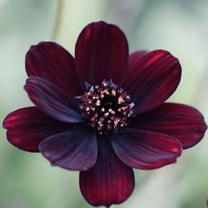 May include: A deep dark maroon cosmos flower with eight velvety petals radiating from a central disk. The center is densely packed with small, textured, dark purple and yellow-tipped stamens, creating a striking contrast against the dark petals.