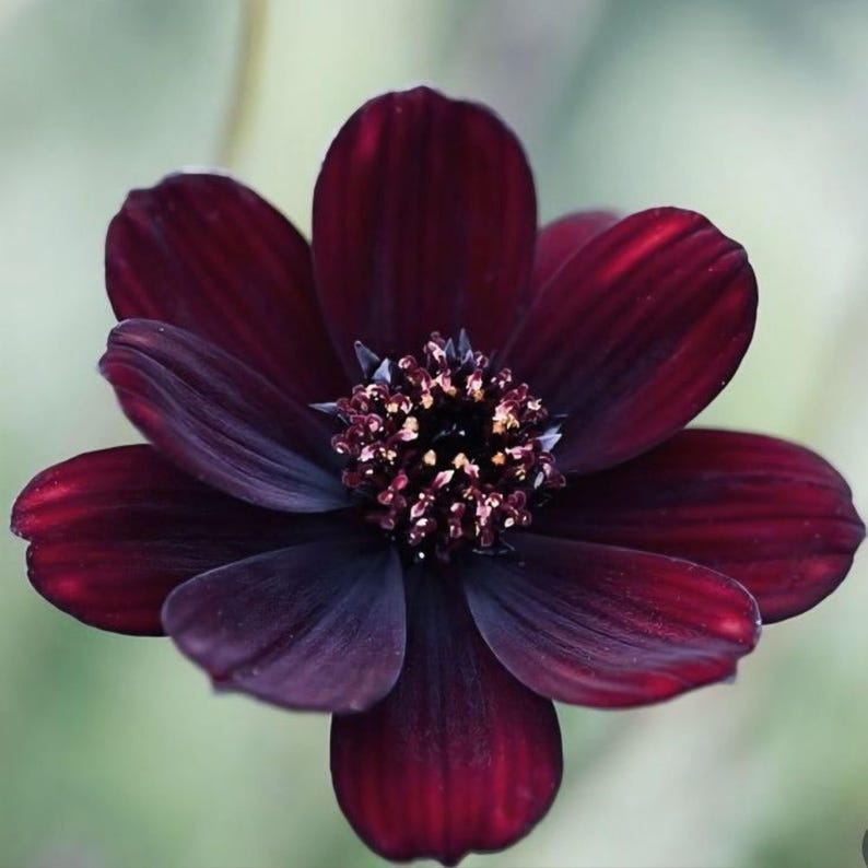May include: A deep dark maroon cosmos flower with eight velvety petals radiating from a central disk. The center is densely packed with small, textured, dark purple and yellow-tipped stamens, creating a striking contrast against the dark petals.
