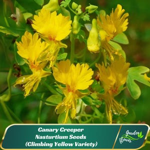 May include: Close-up of bright yellow Canary Creeper flowers with intricate petal details and red centers. The image also shows green leaves and buds. Text on the image reads "Canary Creeper Nasturtium Seeds (Climbing Yellow Variety)" and "Garden Flower".