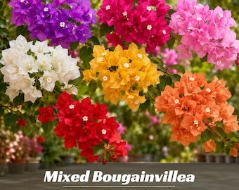 May include: A collection of vibrant bougainvillea flowers in clusters of purple, magenta, pink, white, yellow, red, and orange. Each cluster features delicate, papery bracts surrounding small white centers. Text reads: Mixed Bougainvillea GARDEN FLOWER.