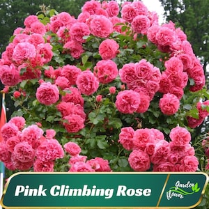 30 Rare Seeds| Pink Climbing Rose Seeds - Perennial - Authentic Seeds - Rose Flower - Late Winter To Early Spring Planting Time  #A108