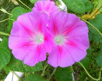 未開封　MORNING GLORY Synthetic il_340x270.6350846755_f5wr.jpg
