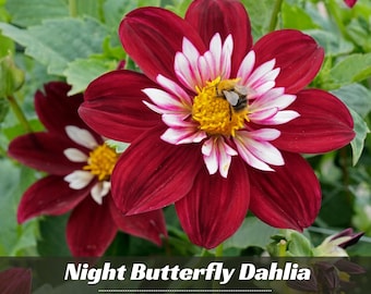 Night Butterfly Dahlia  Flower Seeds - Perennial - Flowering - Fast Growing - Easy To Grow - Planting In Spring - Shrub