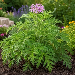 May include: A scented geranium plant featuring deeply lobed, serrated green leaves and a cluster of small, delicate light pink flowers with darker purple-pink markings on the petals, growing directly from the dark brown soil in a garden setting.