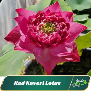 Red Kaveri Lotus Seeds - Indian Lotus (Nelumbo Nucifera) - Perennial - Edible - Cold Resistant - Planting In Late Spring-Summer #Q002