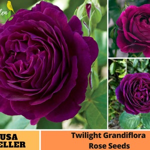 25+ Rare Seed| Twilight Rose Seeds-Perennial -Authentic Seeds-Flowers -Organic. Non GMO -Vegetable Seeds-Mix Seeds for Plant-B3G1#A087