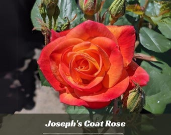 Joseph's Coat Rose Seeds – Perennial Climbing Flower Garden Plant